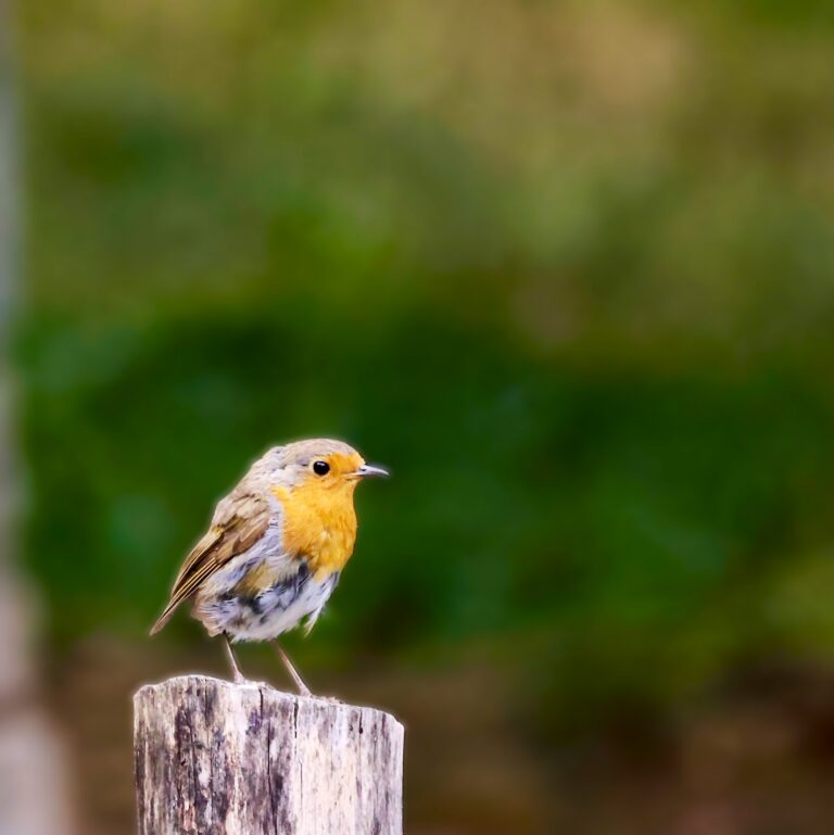 Lees meer over het artikel Vogels gefotografeerd in de Ardennen.