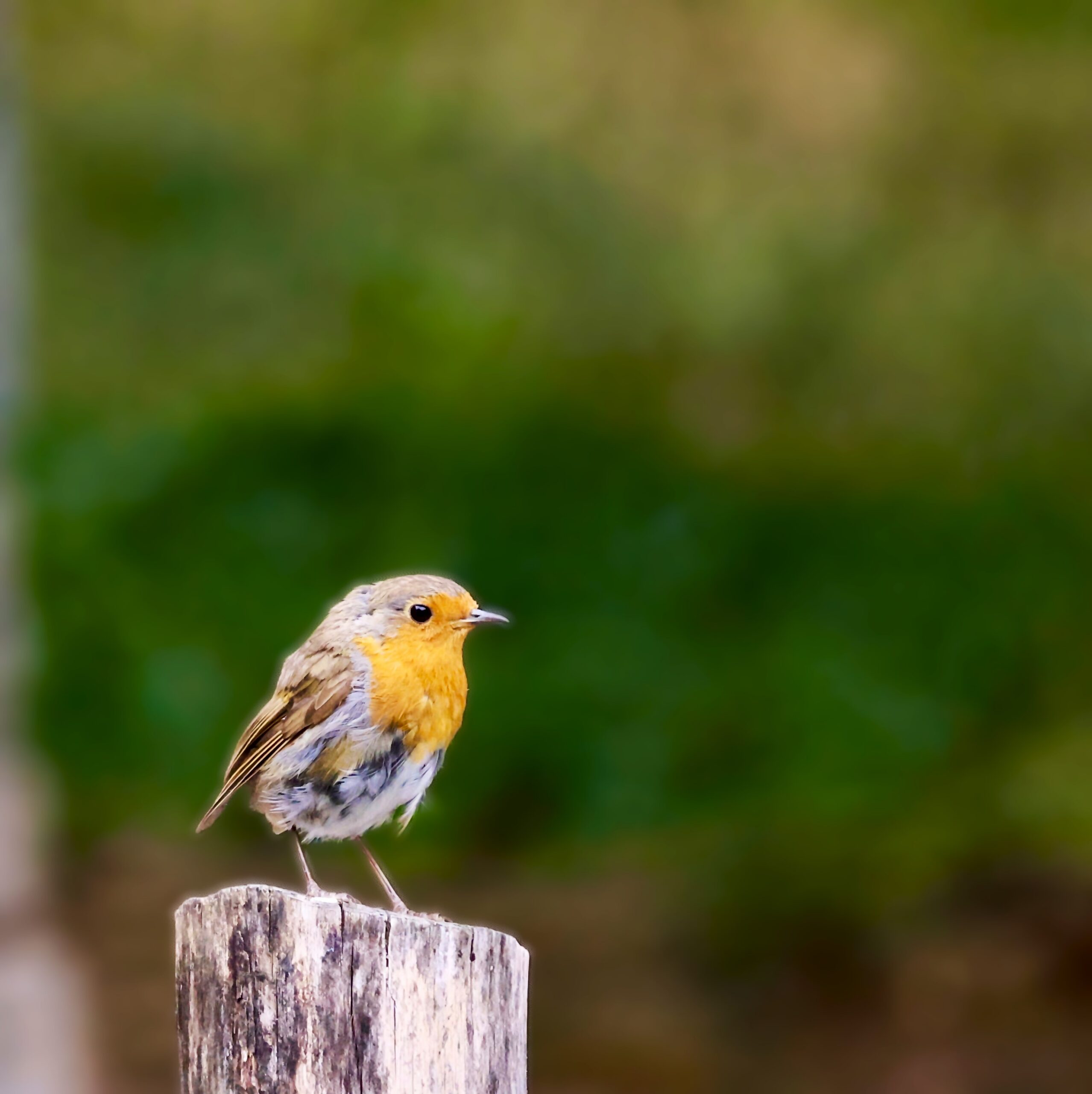 Lees meer over het artikel Vogels gefotografeerd in de Ardennen.